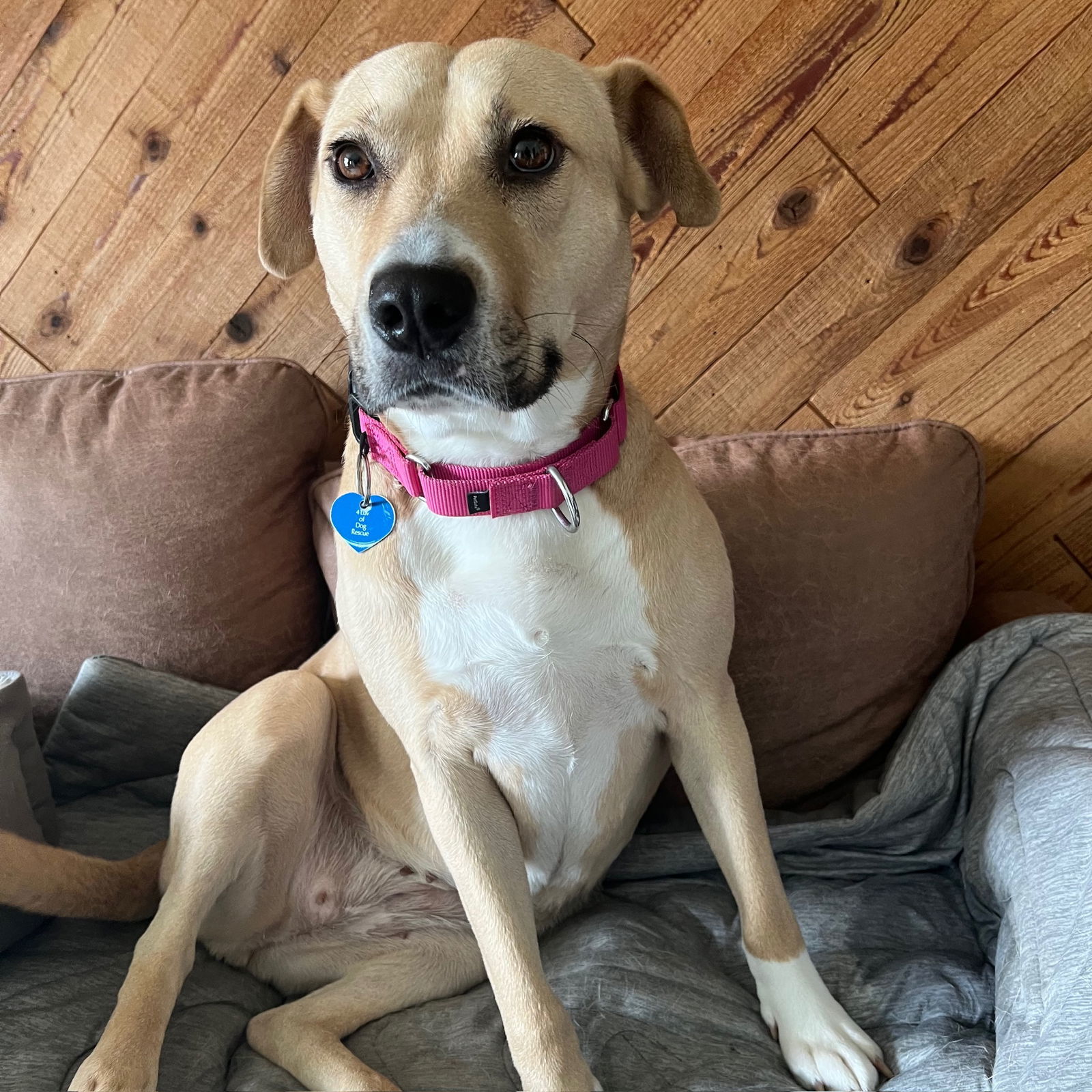 Kitchen, an adoptable Pit Bull Terrier in Fargo, ND, 58103 | Photo Image 3