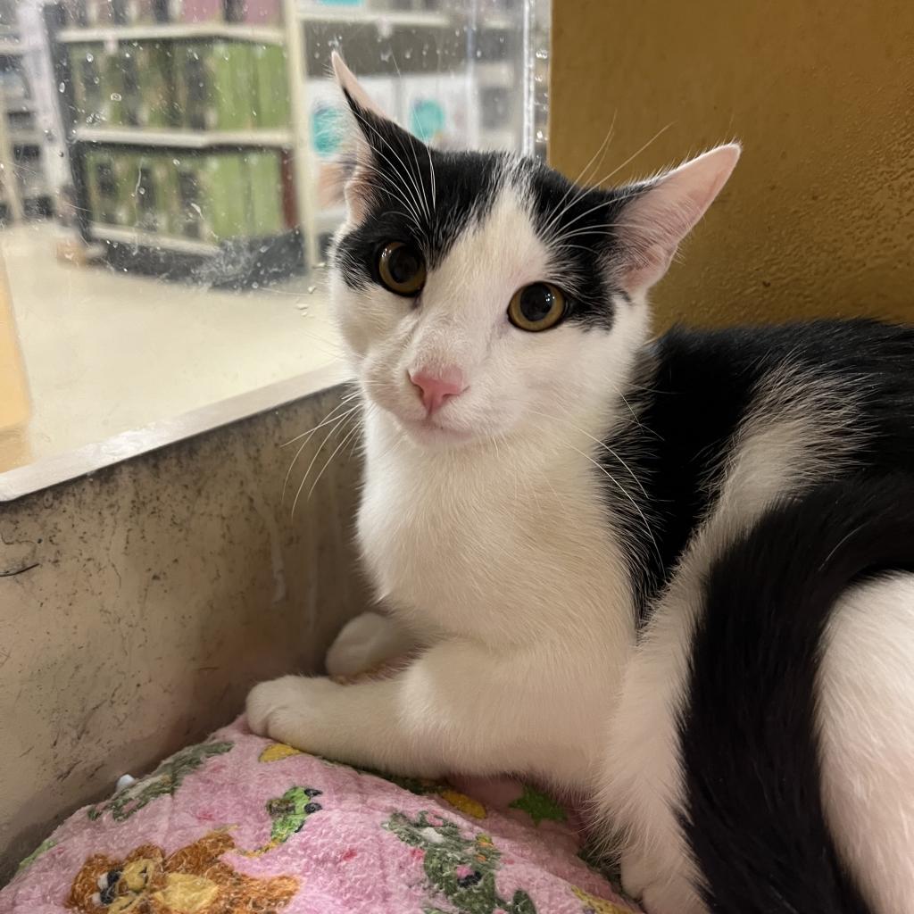 Nate, an adoptable Domestic Short Hair in Bismarck, ND, 58507 | Photo Image 1