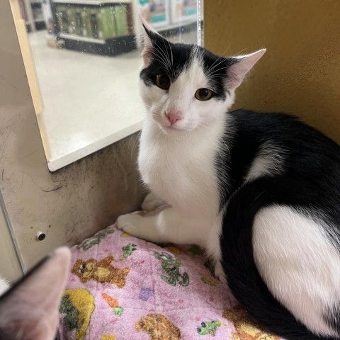 Nate, an adoptable Domestic Short Hair in Bismarck, ND, 58507 | Photo Image 2