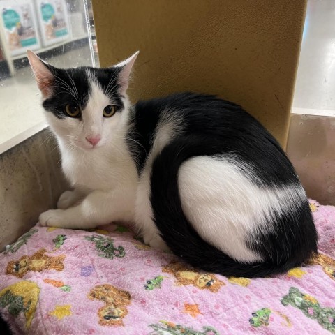 Nate, an adoptable Domestic Short Hair in Bismarck, ND, 58507 | Photo Image 3