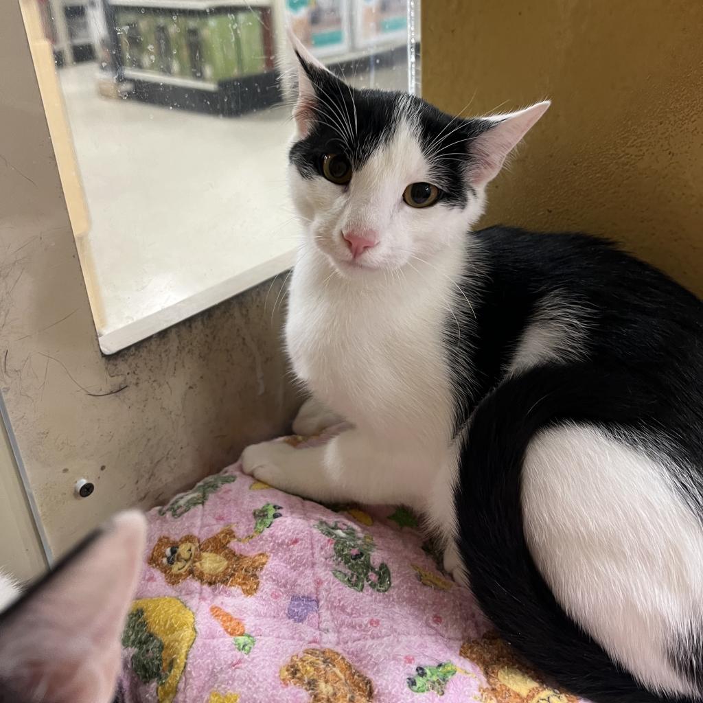 Nate, an adoptable Domestic Short Hair in Bismarck, ND, 58507 | Photo Image 3