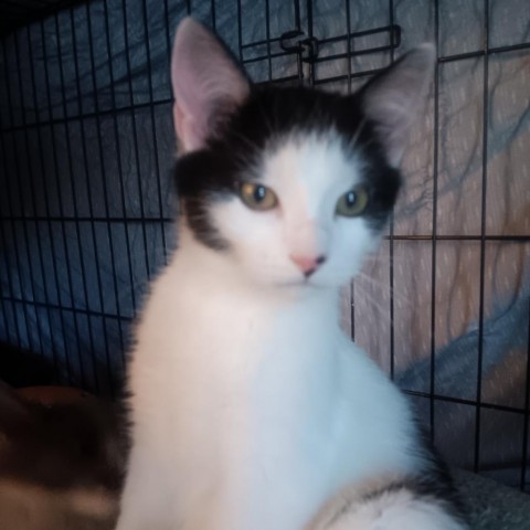 Gordy, an adoptable Domestic Short Hair in Bismarck, ND, 58507 | Photo Image 3