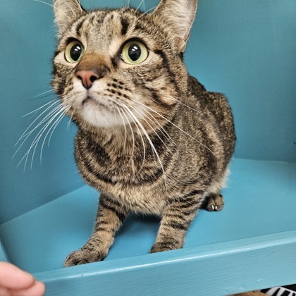 Miss Kitty, an adoptable Domestic Short Hair in Pendleton, OR, 97801 | Photo Image 1