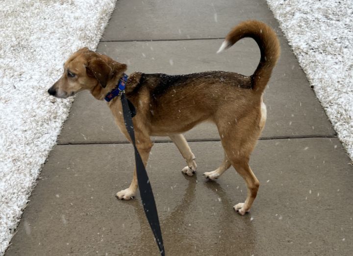 American foxhound sale husky mix