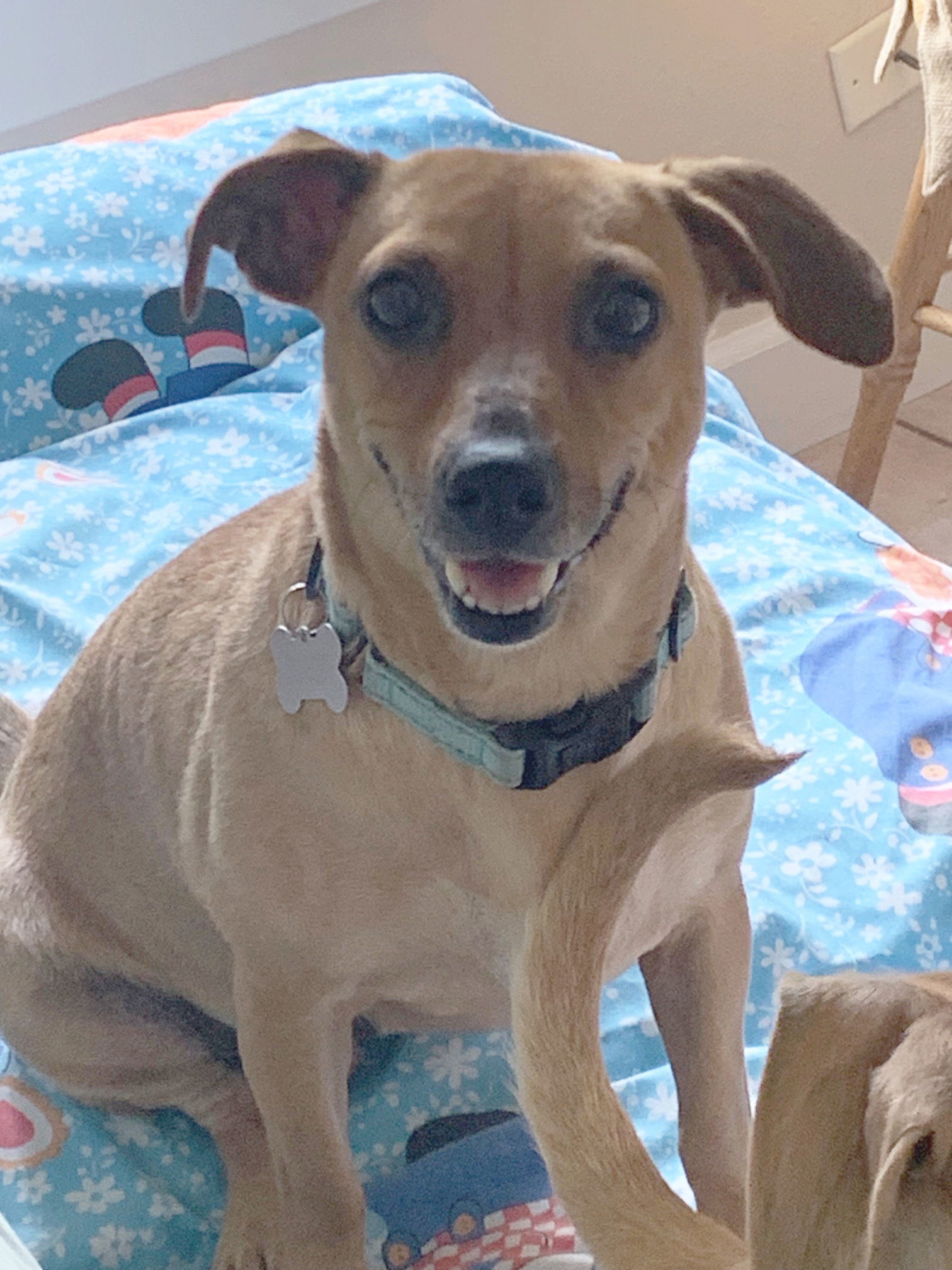 Liesel, an adoptable Dachshund in Yreka, CA, 96097 | Photo Image 1