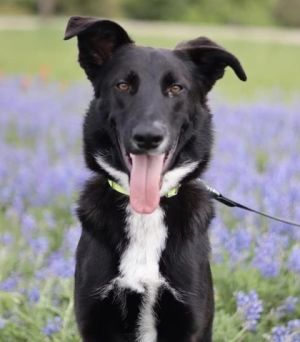 Dog for adoption - Howdy, a Border Collie Mix in Bryan, TX | Petfinder