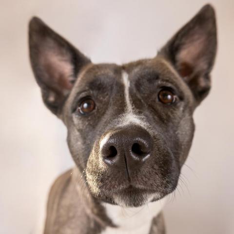 Luna, an adoptable Mixed Breed in Great Falls, MT, 59404 | Photo Image 2