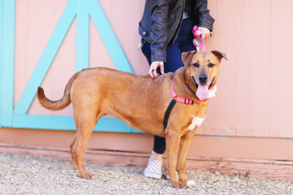 Catalina store cattle dog