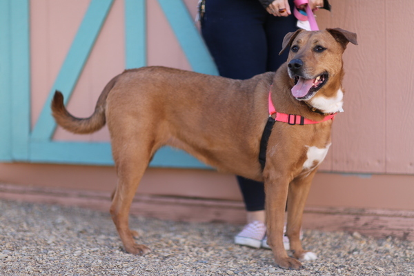 Catalina 2024 cattle dog