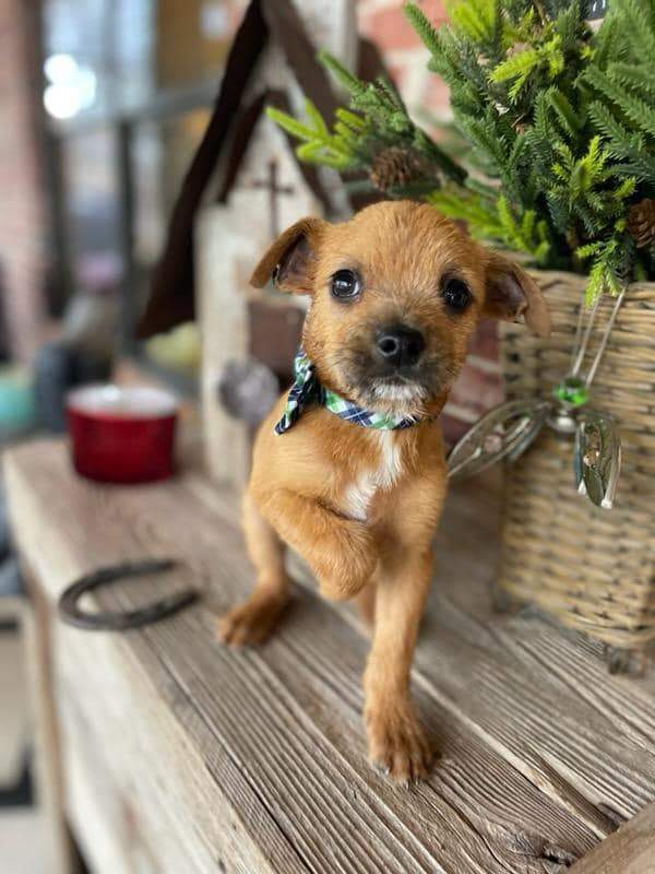 Miniature sales norfolk terrier