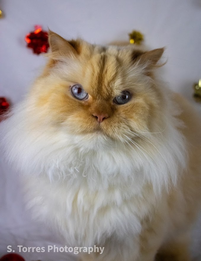 Walter, an adoptable Persian in Clinton Township, MI, 48036 | Photo Image 3