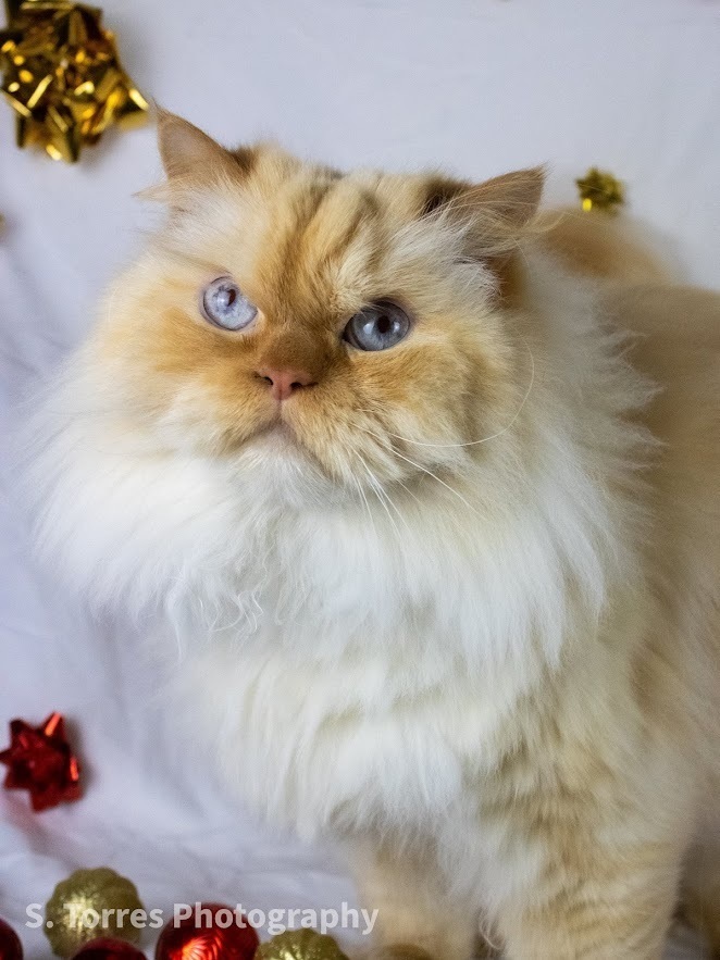 Walter, an adoptable Persian in Clinton Township, MI, 48036 | Photo Image 4