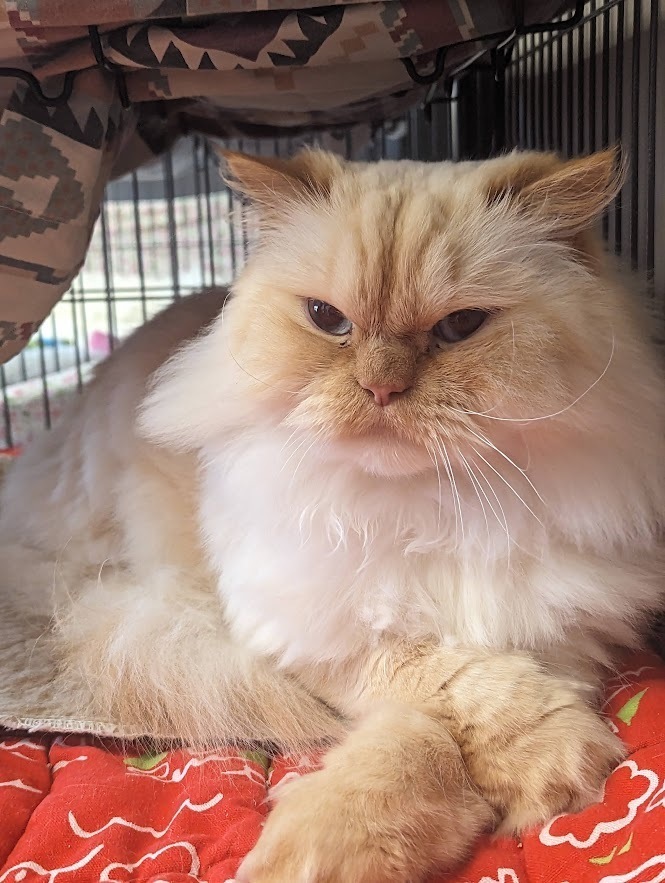 Walter, an adoptable Persian in Clinton Township, MI, 48036 | Photo Image 6