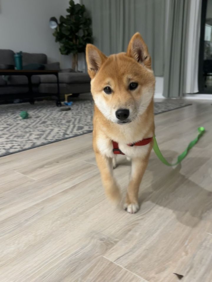 Haru the shiba store inu