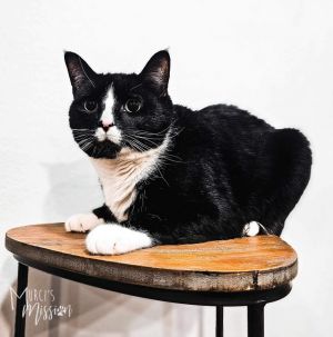 Sylvester is a cute and soft tuxedo pattern domestic shorthair cat with an estim