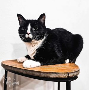 Sylvester Domestic Short Hair Cat