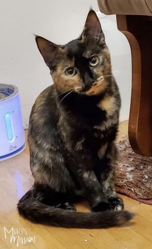 Layla is an adorable domestic short hair tortoishell who came to the Mission aft