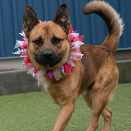 Dog for adoption Oso in foster a German Shepherd Dog Mix in