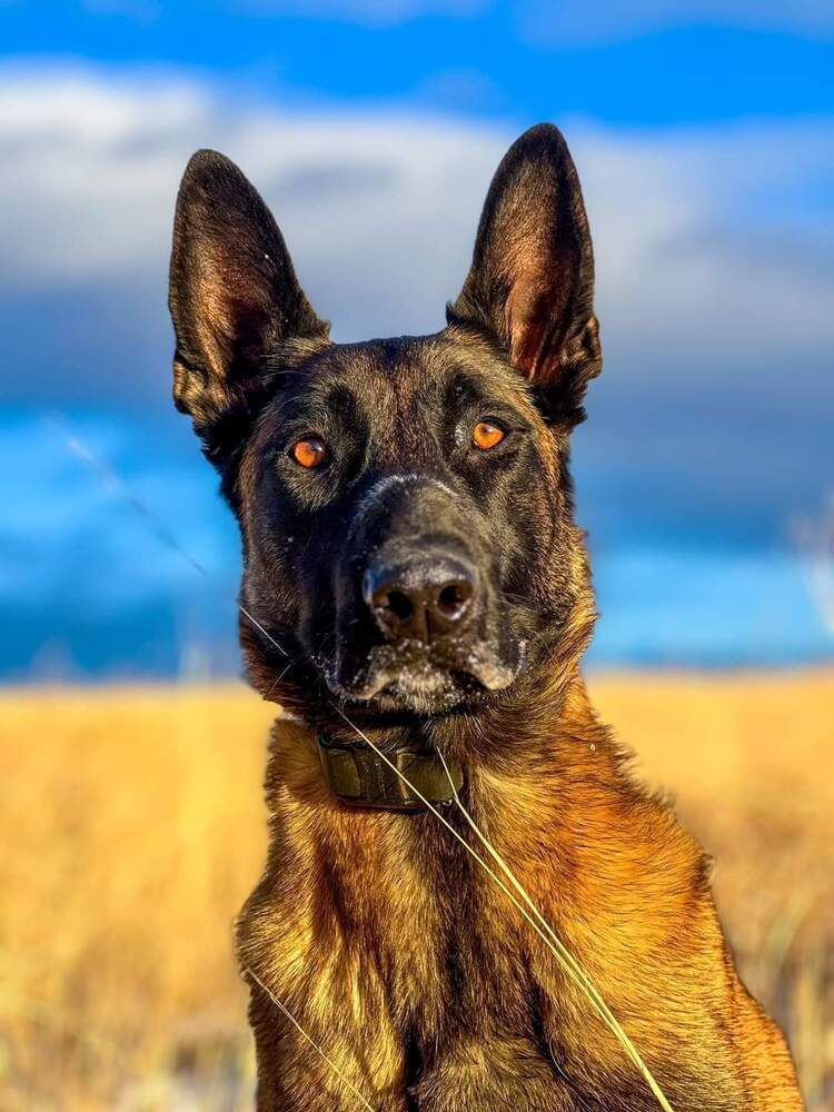 Allegiance (aka Vinco) located in CO, an adoptable Belgian Shepherd / Malinois in Imlay City, MI, 48444 | Photo Image 1