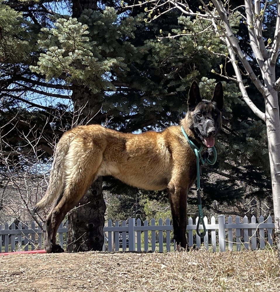 Allegiance (aka Vinco) located in CO, an adoptable Belgian Shepherd / Malinois in Imlay City, MI, 48444 | Photo Image 2