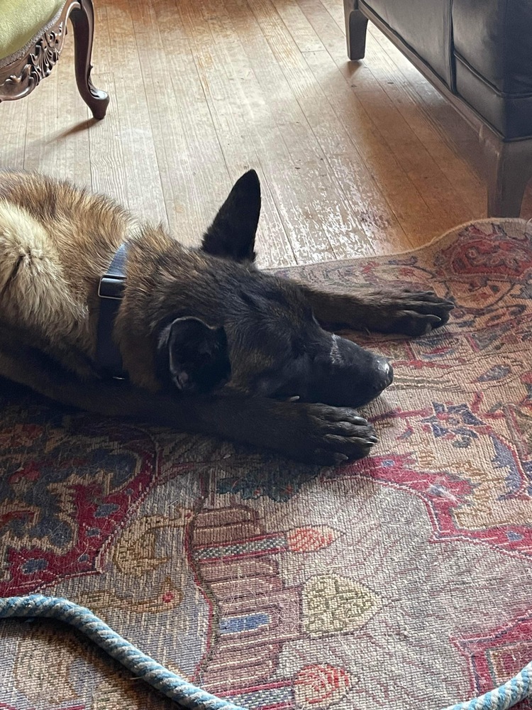 Allegiance (aka Vinco) located in CO, an adoptable Belgian Shepherd / Malinois in Imlay City, MI, 48444 | Photo Image 3