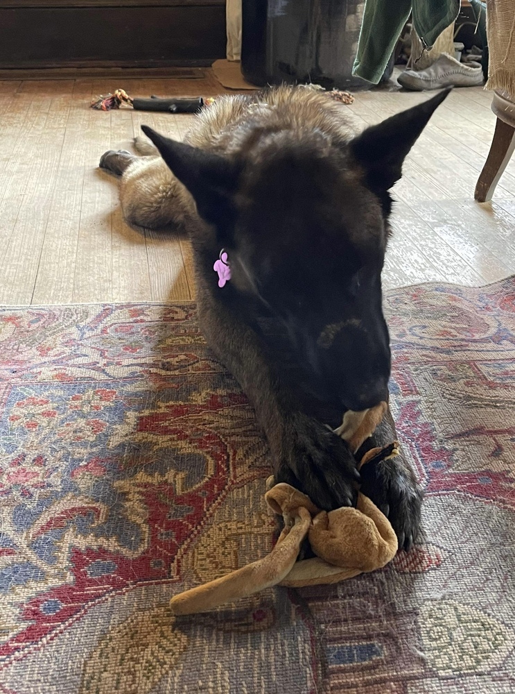 Allegiance (aka Vinco) located in CO, an adoptable Belgian Shepherd / Malinois in Imlay City, MI, 48444 | Photo Image 4