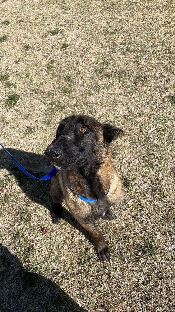 Allegiance (aka Vinco) located in CO, an adoptable Belgian Shepherd / Malinois in Imlay City, MI, 48444 | Photo Image 5