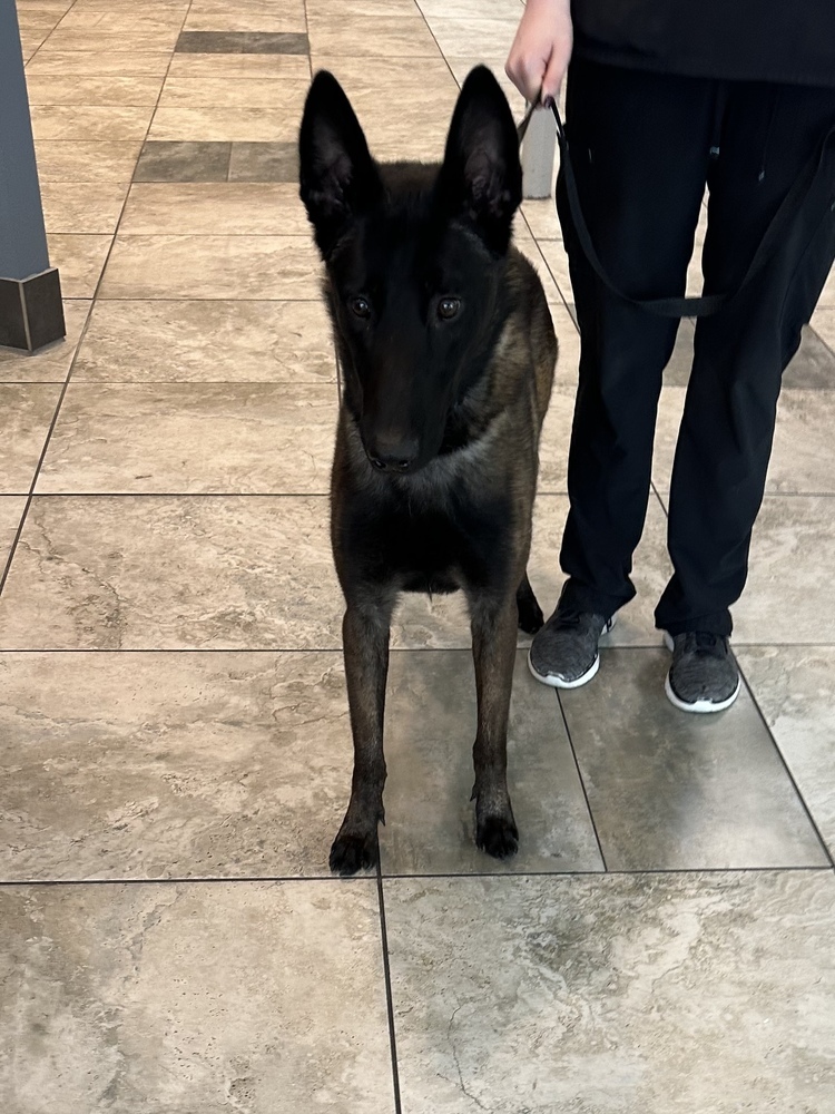 Sarge - Located in Arkansas, an adoptable Belgian Shepherd / Malinois in Imlay City, MI, 48444 | Photo Image 1