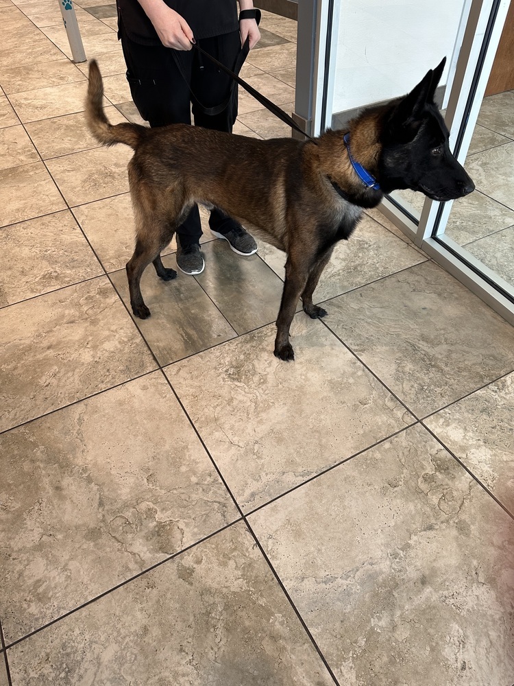 Sarge - Located in Arkansas, an adoptable Belgian Shepherd / Malinois in Imlay City, MI, 48444 | Photo Image 2