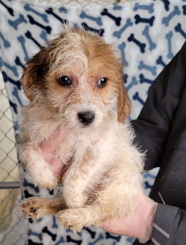 Red heeler shih tzu 2024 mix