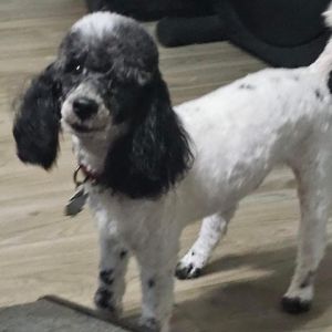 Nitro is an 5 yr old poodle who weighs 14lbs He needs a home with another dog Nitro is great