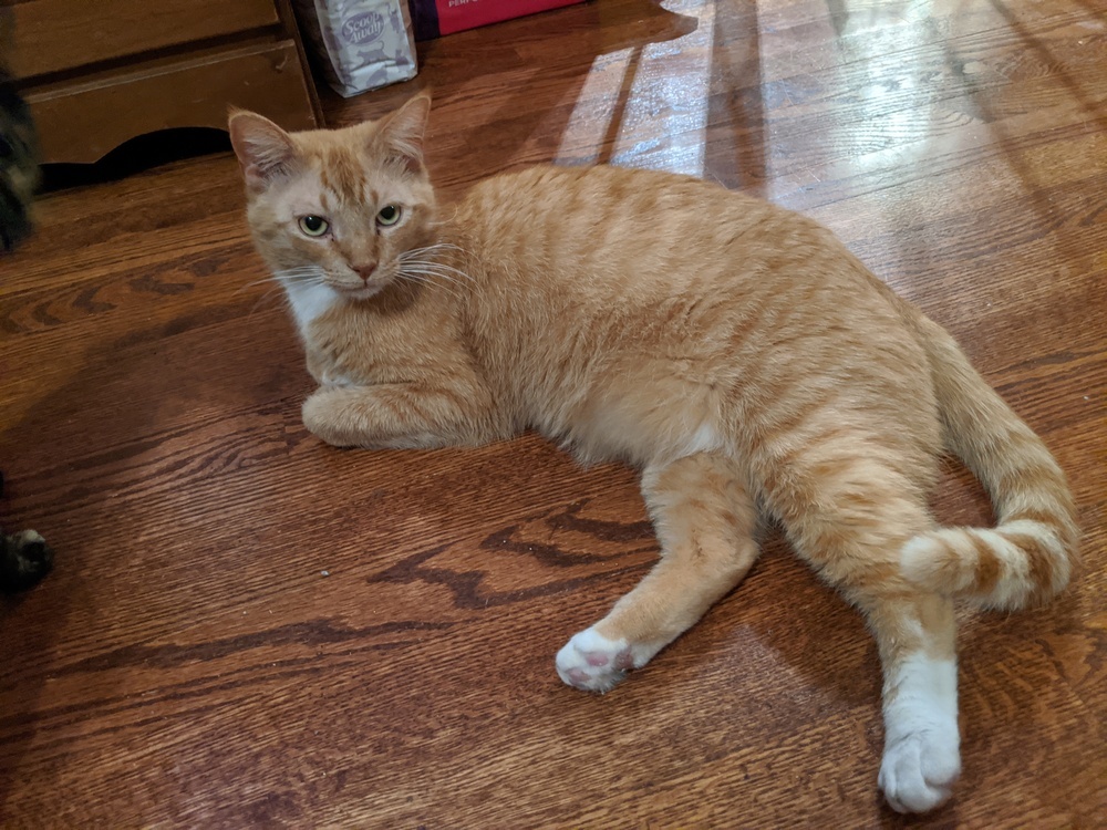 Rusty, an adoptable Domestic Short Hair in Statesville, NC, 28677 | Photo Image 1