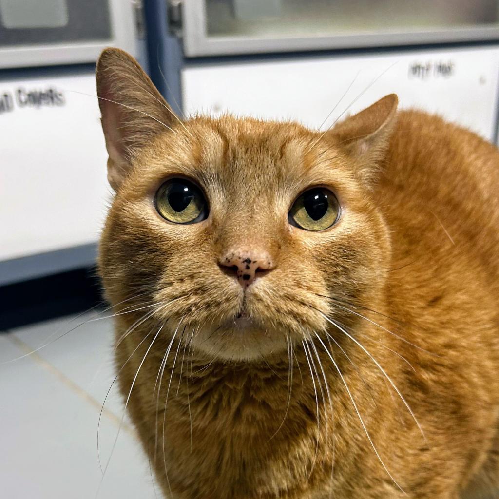 Horatio, an adoptable Domestic Short Hair in Sheridan, WY, 82801 | Photo Image 1