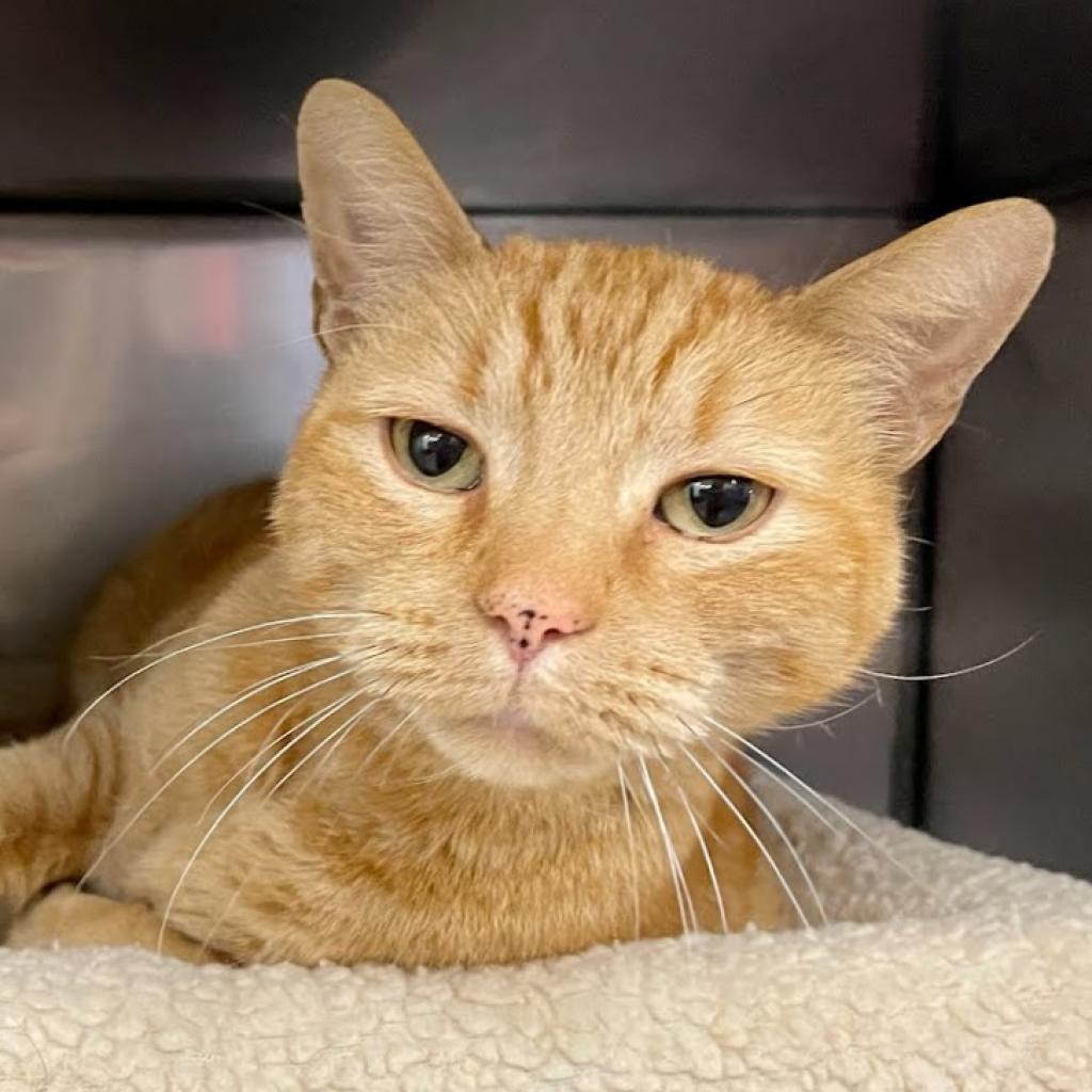 Horatio, an adoptable Domestic Short Hair in Sheridan, WY, 82801 | Photo Image 2