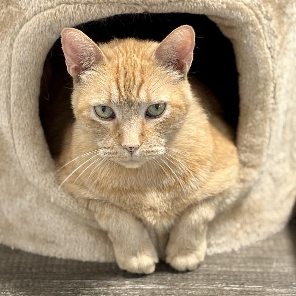 Horatio, an adoptable Domestic Short Hair in Sheridan, WY, 82801 | Photo Image 2