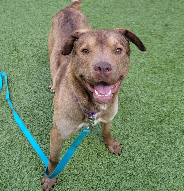 Dog for adoption Faulkner a Labrador Retriever Mix in