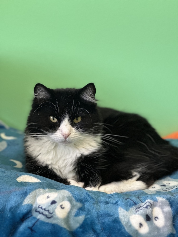 Deidara, an adoptable Domestic Long Hair in Trenton, ME, 04605 | Photo Image 1