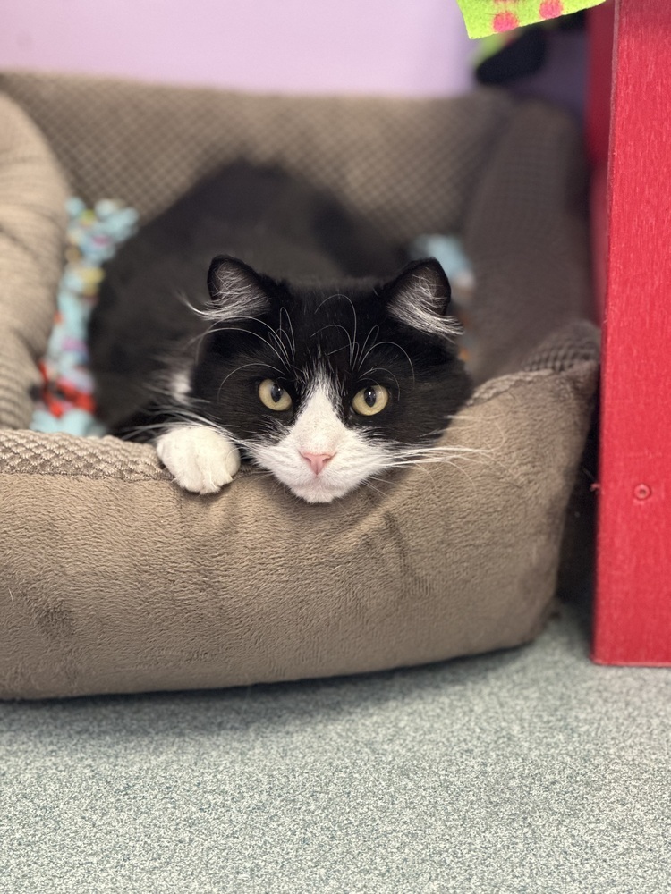 Deidara, an adoptable Domestic Long Hair in Trenton, ME, 04605 | Photo Image 1