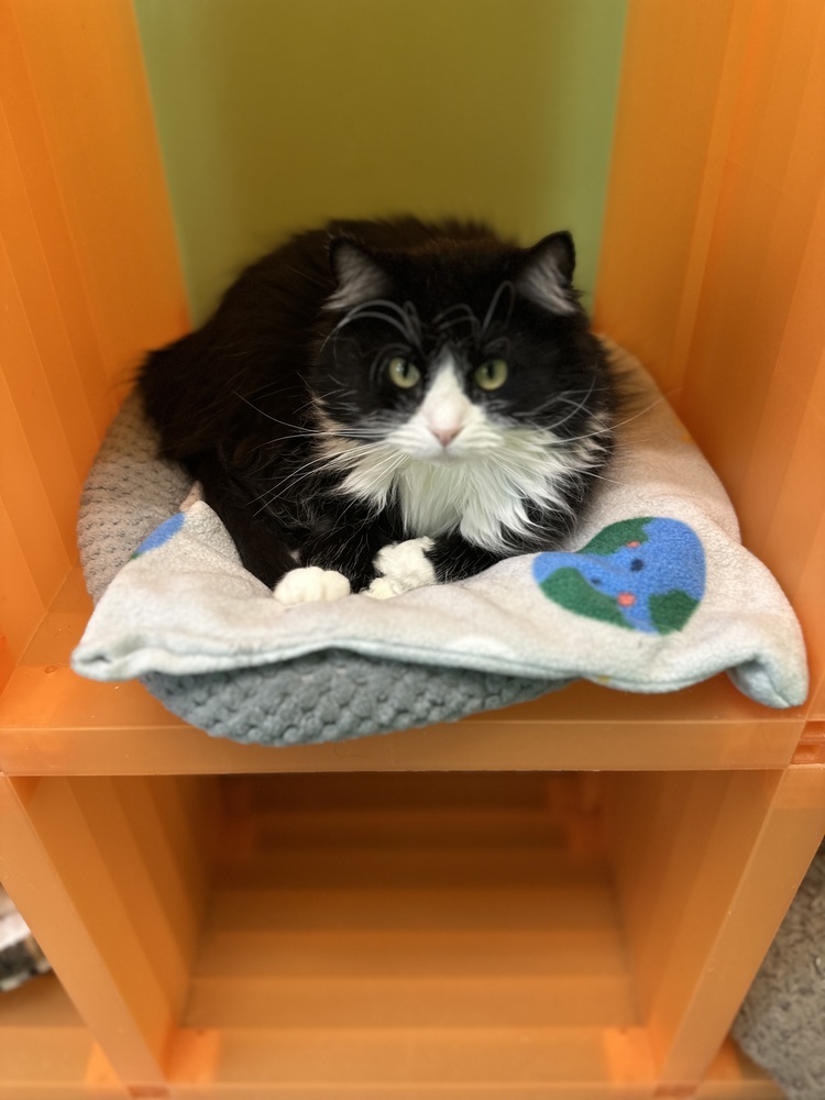 Deidara, an adoptable Domestic Long Hair in Trenton, ME, 04605 | Photo Image 2