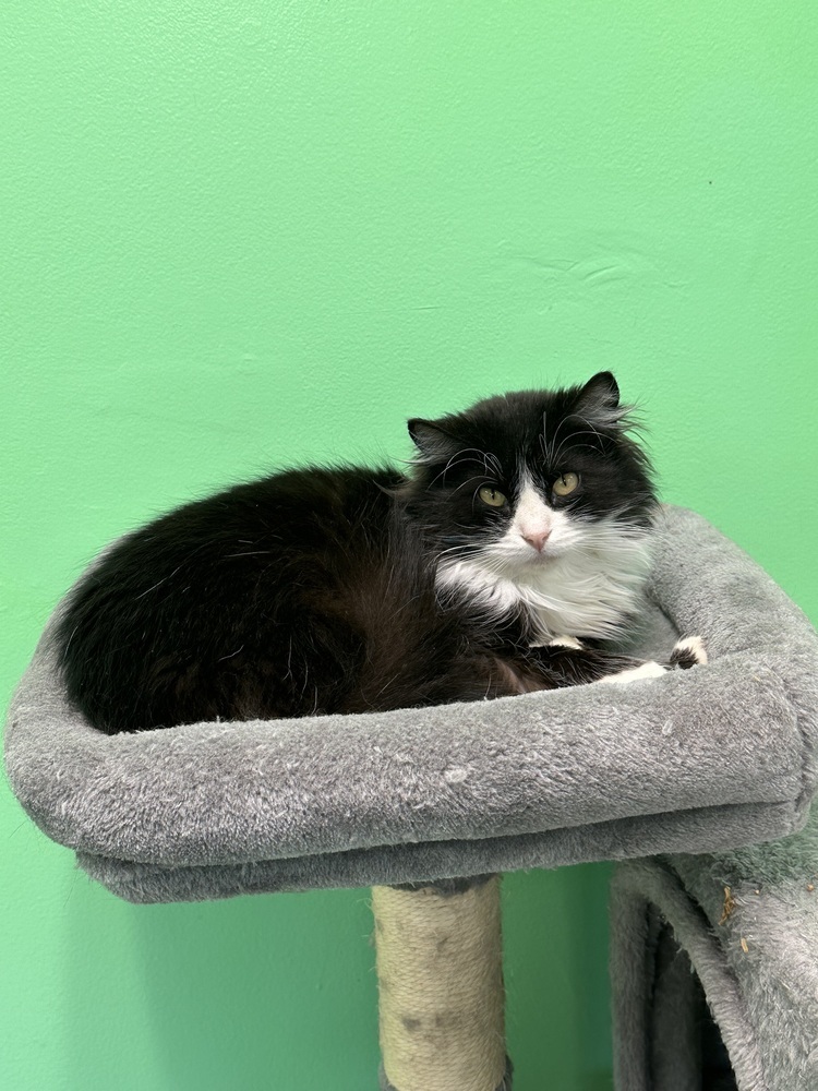 Deidara, an adoptable Domestic Long Hair in Trenton, ME, 04605 | Photo Image 5