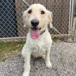 Petfinder store giant schnauzer