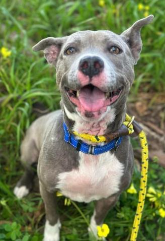 SUNSHINE, an adoptable Pit Bull Terrier in Santa Maria, CA, 93455 | Photo Image 1