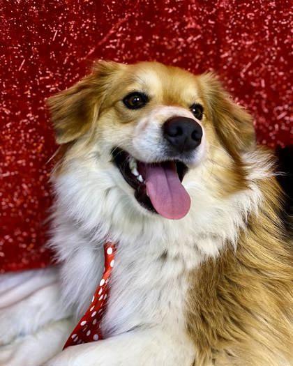 American eskimo store and beagle mix