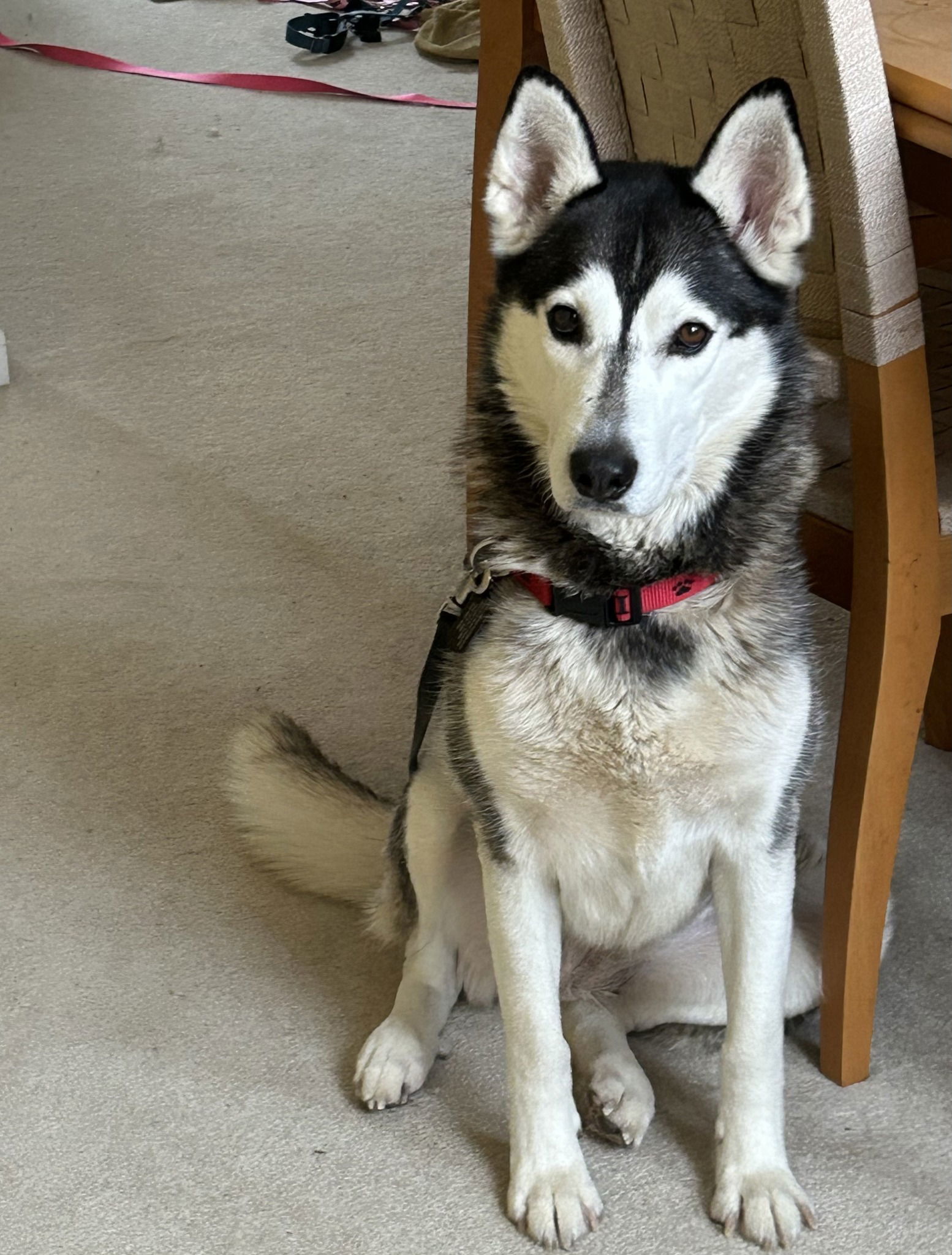 Katniss, an adoptable Mixed Breed in Shelburne, VT, 05482 | Photo Image 1