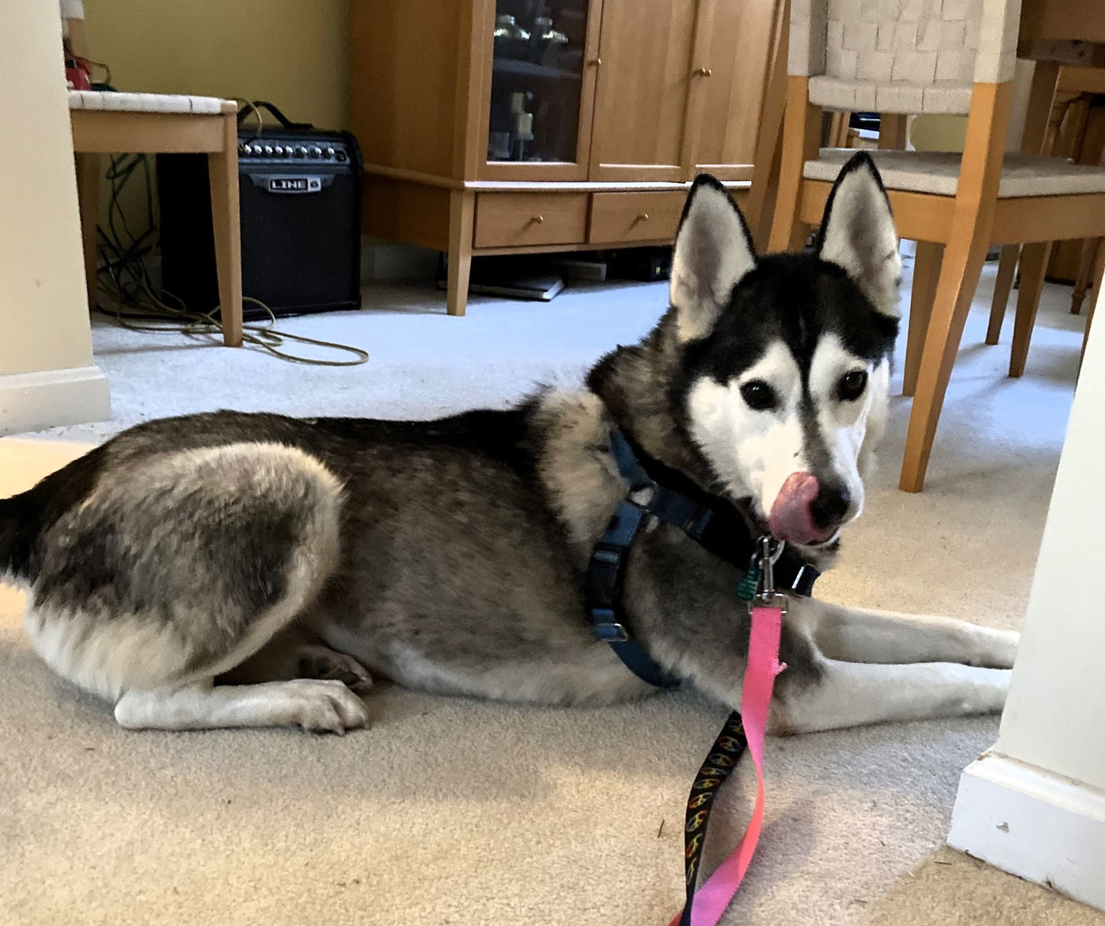 Katniss, an adoptable Mixed Breed in Shelburne, VT, 05482 | Photo Image 2