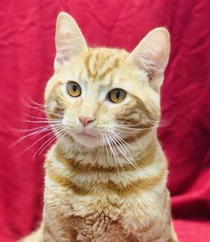 This is Travis He is an extremely friendly and playful cat that is 1 yr old and came in with