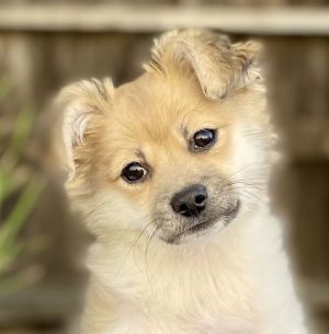 Pomeranian mix with floppy hot sale ears