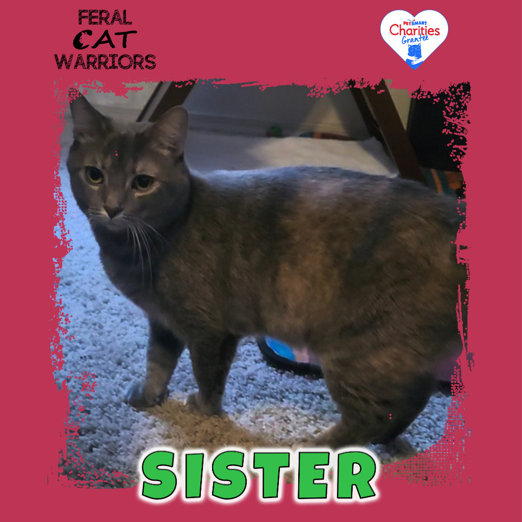 Sister, an adoptable Domestic Short Hair in Kingman, AZ, 86401 | Photo Image 1