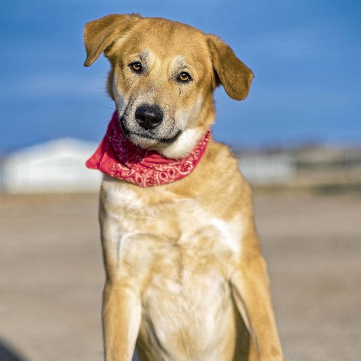 Akita labrador best sale retriever mix