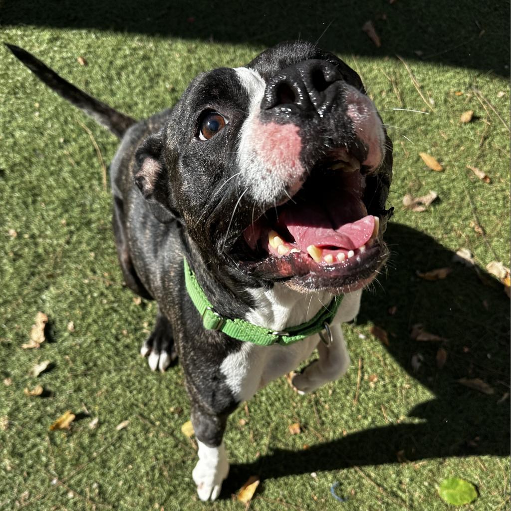 Bones, an adoptable American Bulldog, Boxer in Spring Hill, KS, 66083 | Photo Image 1